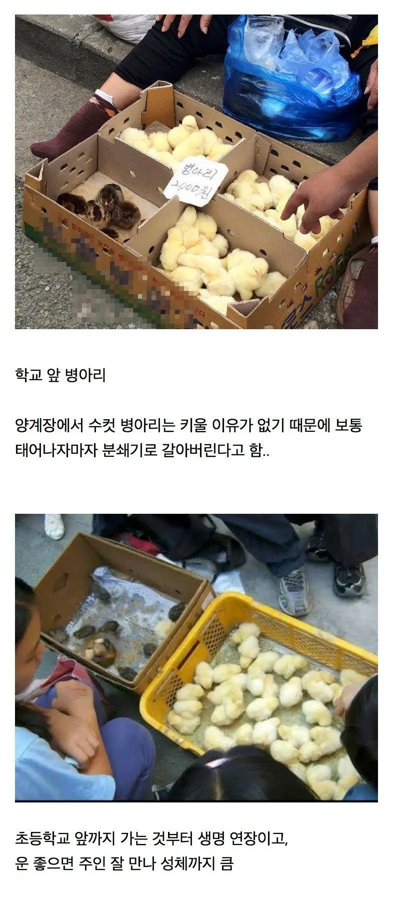 의외로 동물복지였던 것.jpg | 인스티즈