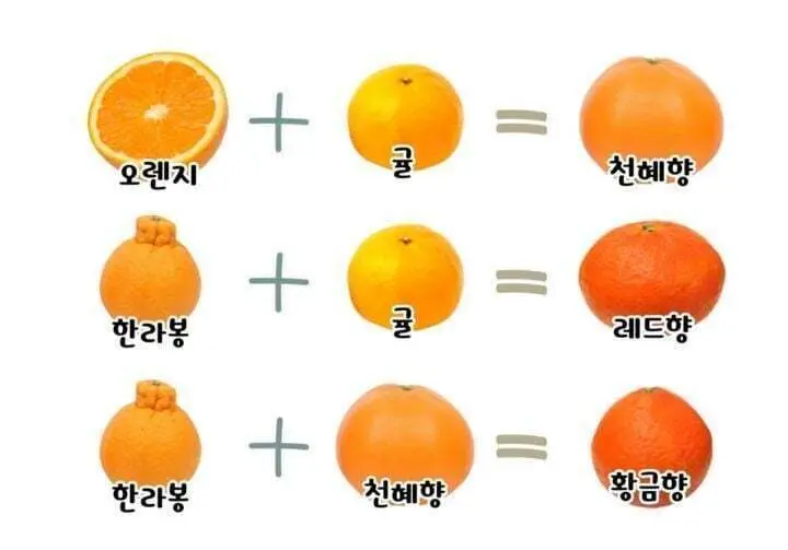 귤 가족.jpg | 인스티즈