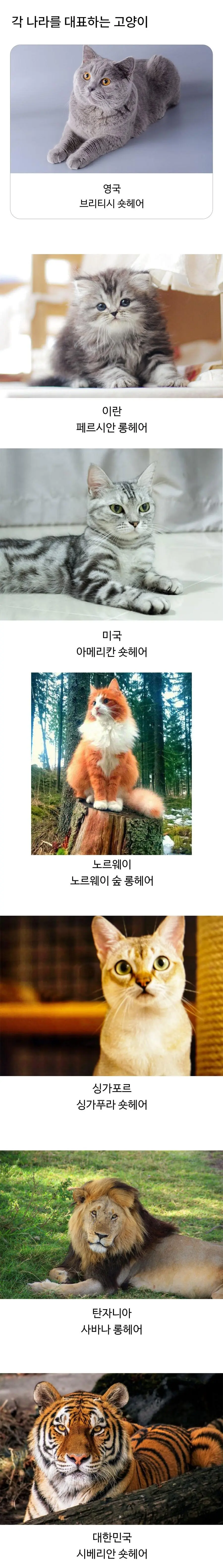각 나라를 대표하는 고양이 | 인스티즈