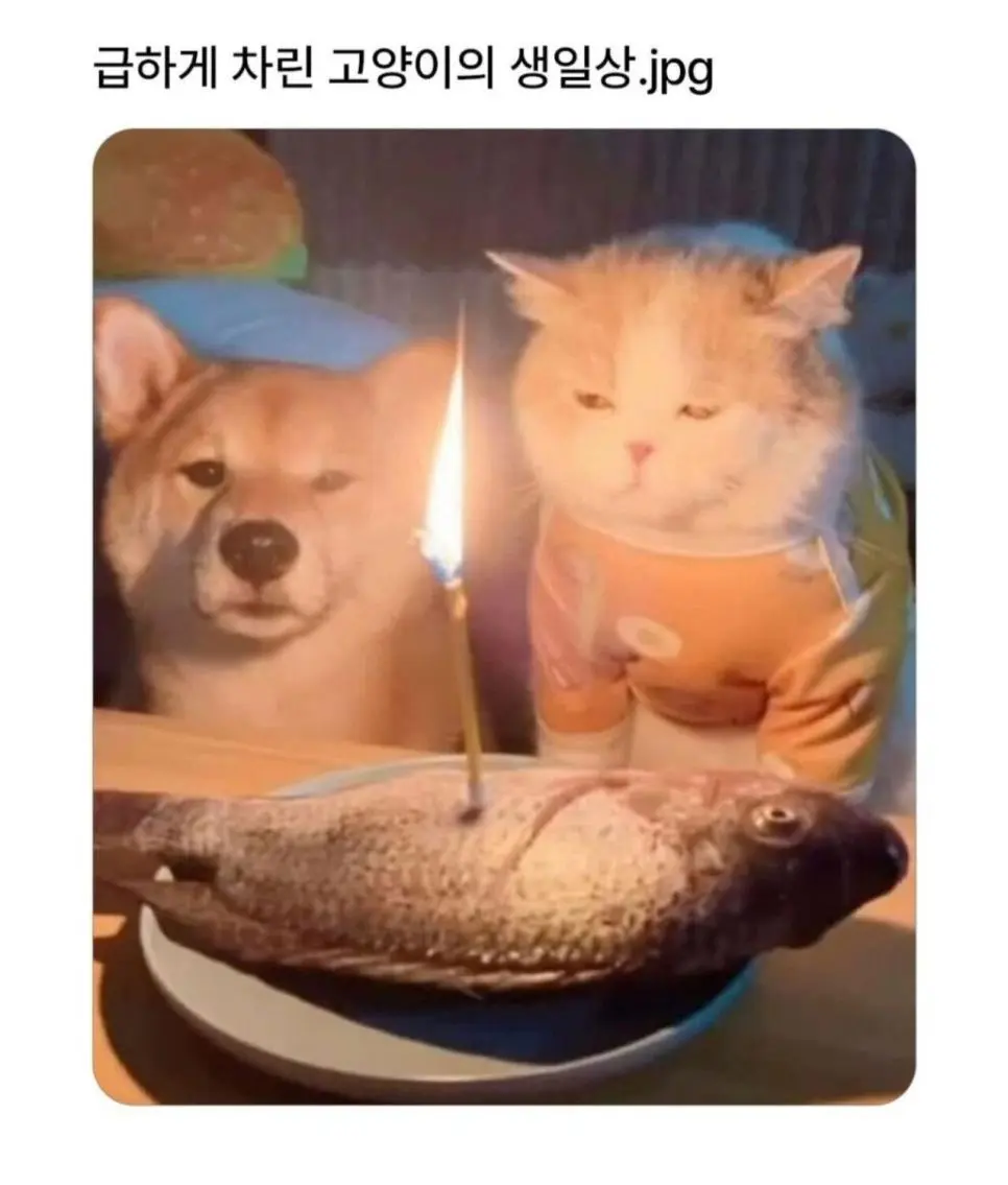 급하게 차린 고양이 생일상 | 인스티즈