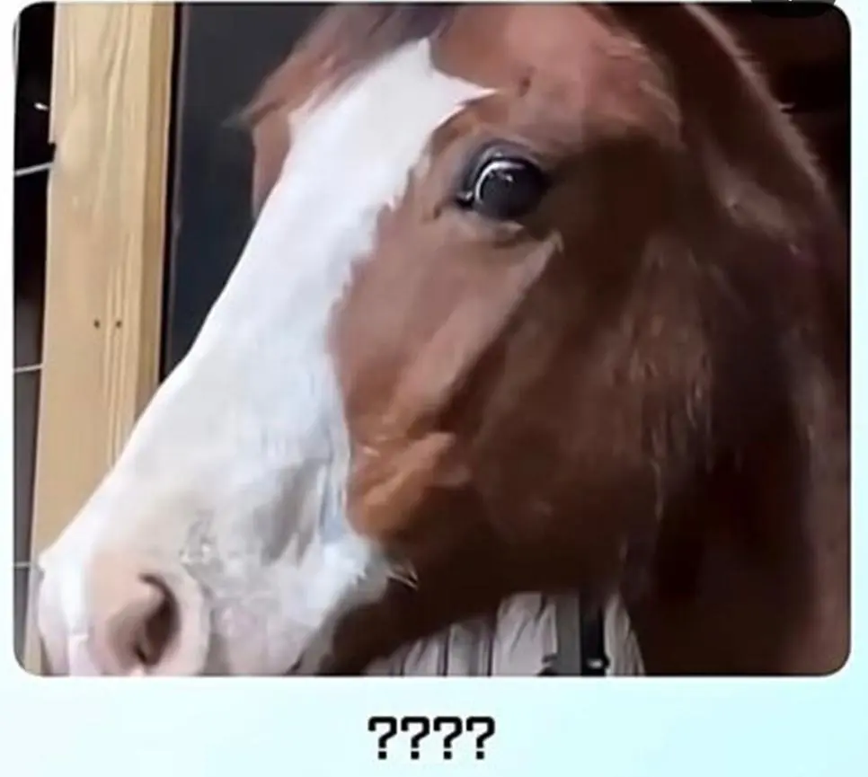 얼룩말 처음 본 말 반응.jpg | 인스티즈