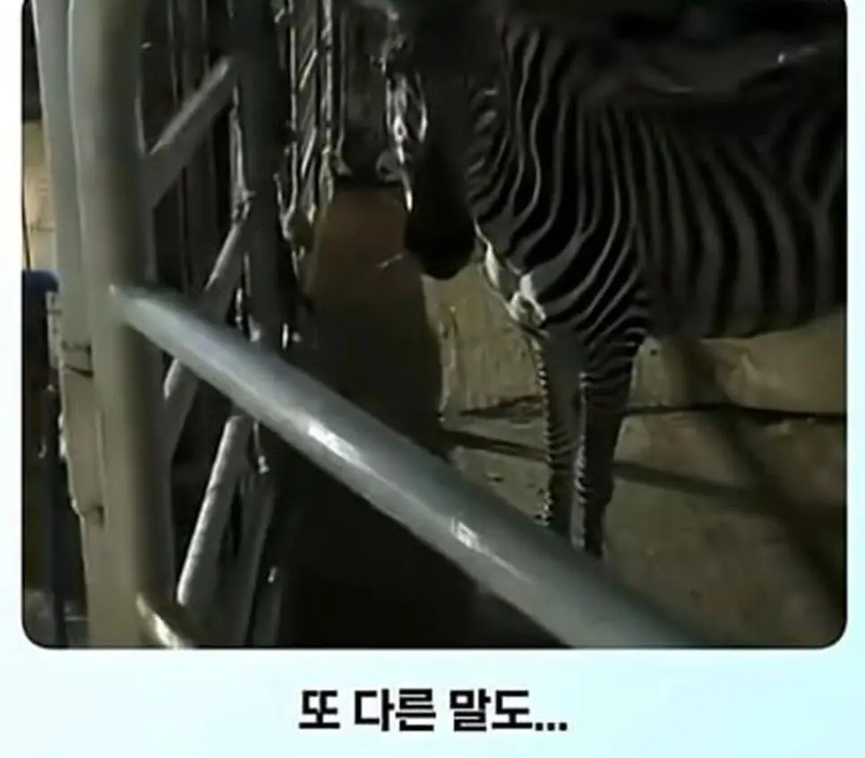얼룩말 처음 본 말 반응.jpg | 인스티즈