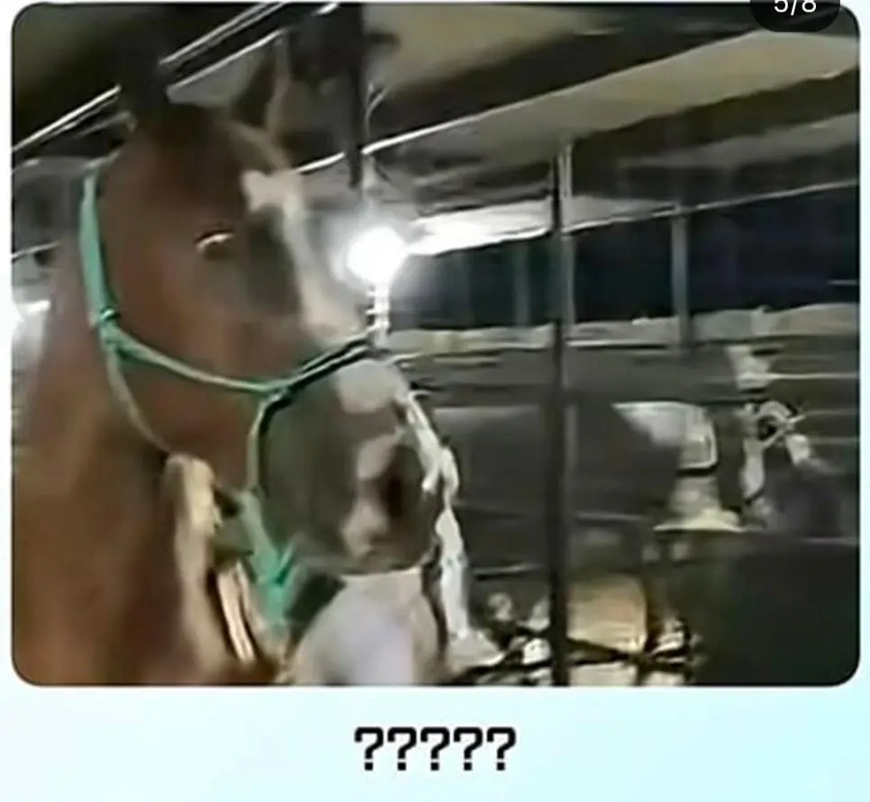 얼룩말 처음 본 말 반응.jpg | 인스티즈