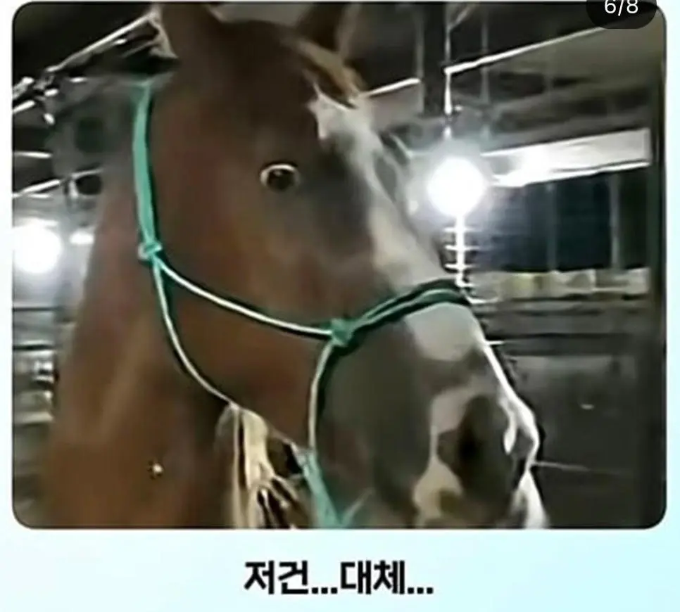 얼룩말 처음 본 말 반응.jpg | 인스티즈