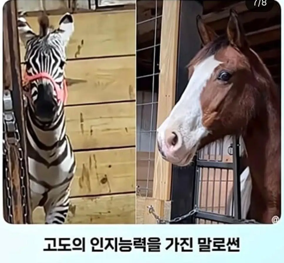 얼룩말 처음 본 말 반응.jpg | 인스티즈