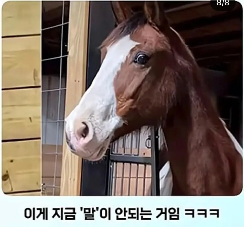 얼룩말 처음 본 말 반응.jpg | 인스티즈