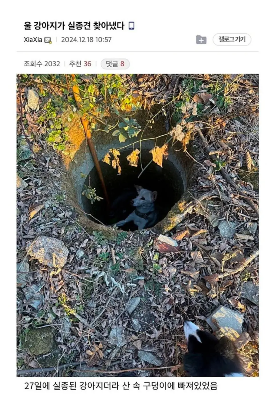 우리 강아지가 실종견을 찾았다.jpg | 인스티즈