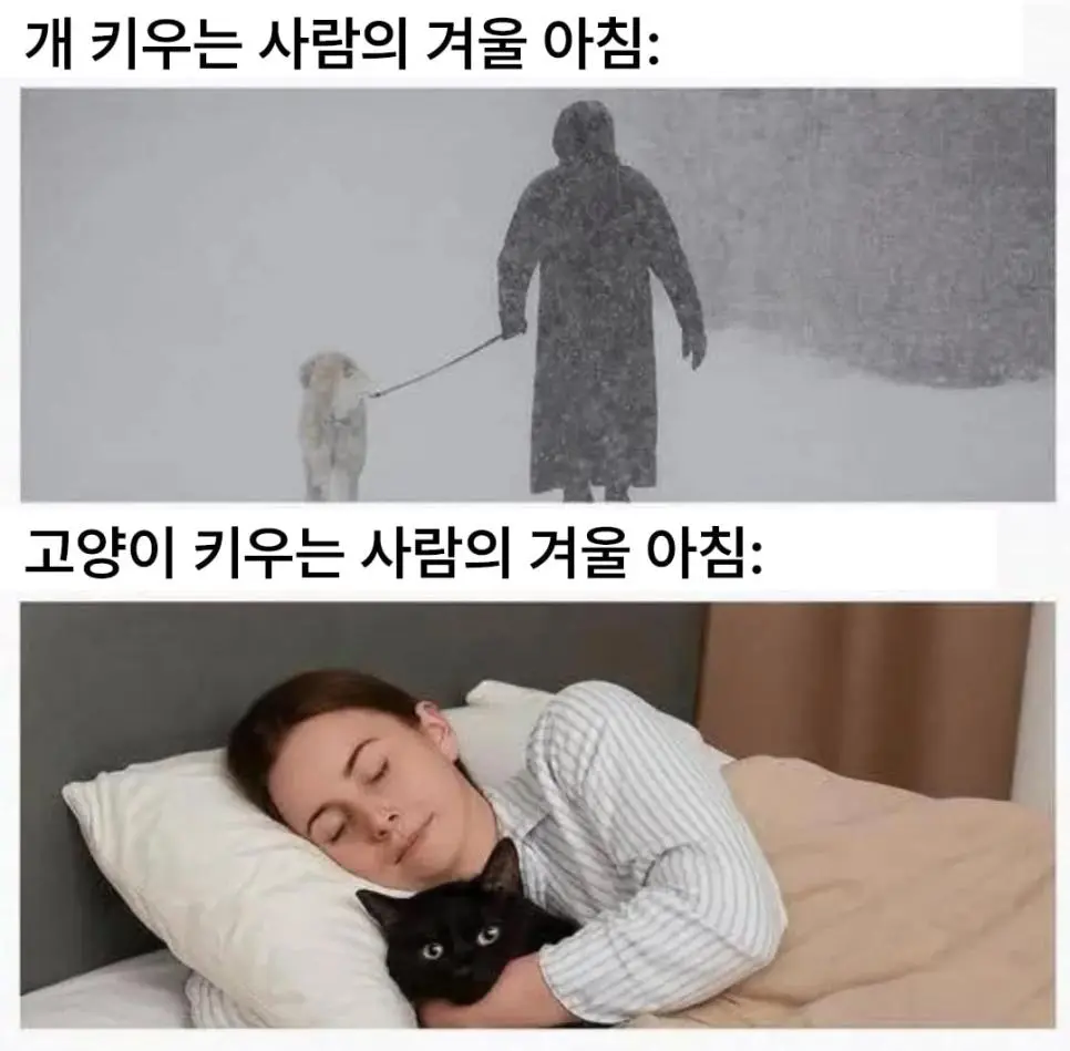 개 키우는 사람과 고양이 키우는 사람의 겨울 아침 | 인스티즈