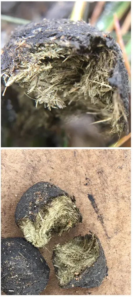 두바이 쫀득 쿠키 유행에 찬물을 끼얹는 방법 | mbong.kr 엠봉