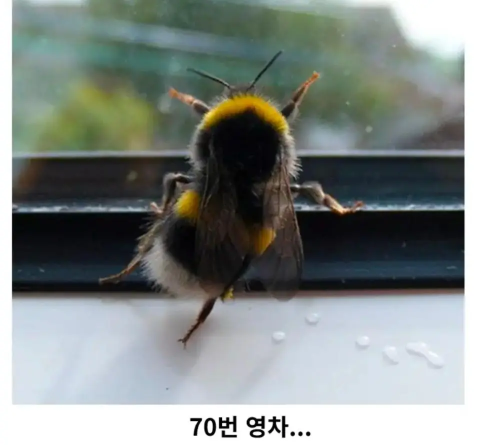 꿀꽈배기 한봉지에 들어있는 꿀의 양 | mbong.kr 엠봉