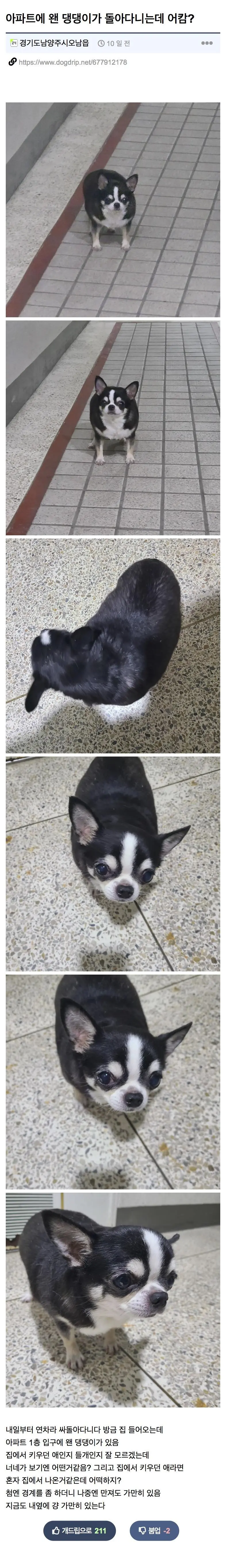 길 잃은 뚠뚠 치와와 주인 찾아줌 | mbong.kr 엠봉