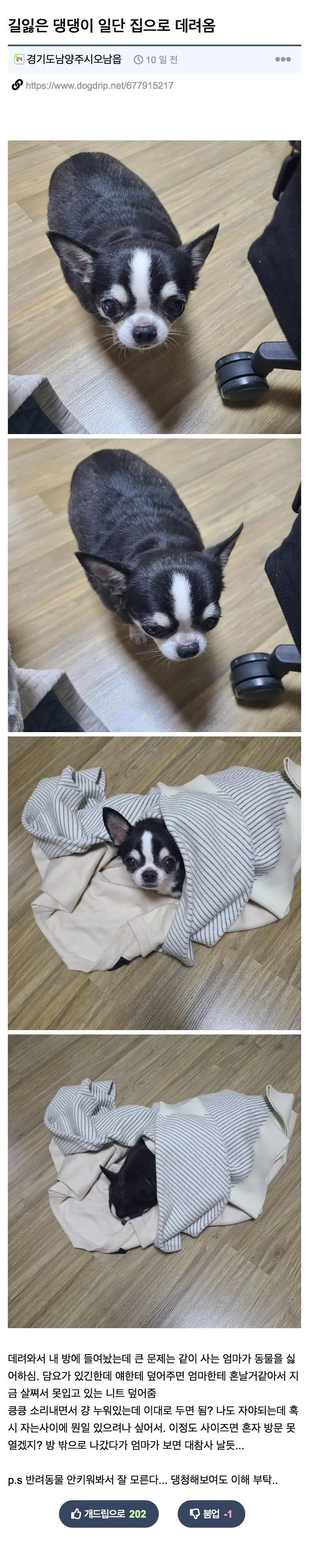 길 잃은 뚠뚠 치와와 주인 찾아줌 | mbong.kr 엠봉