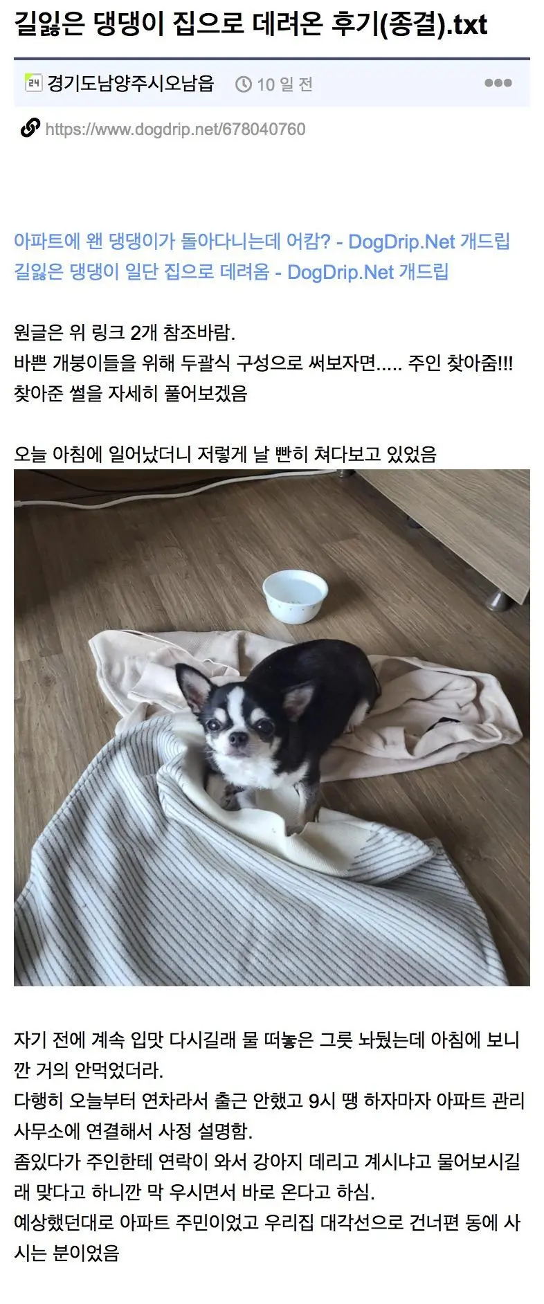 길 잃은 뚠뚠 치와와 주인 찾아줌 | mbong.kr 엠봉