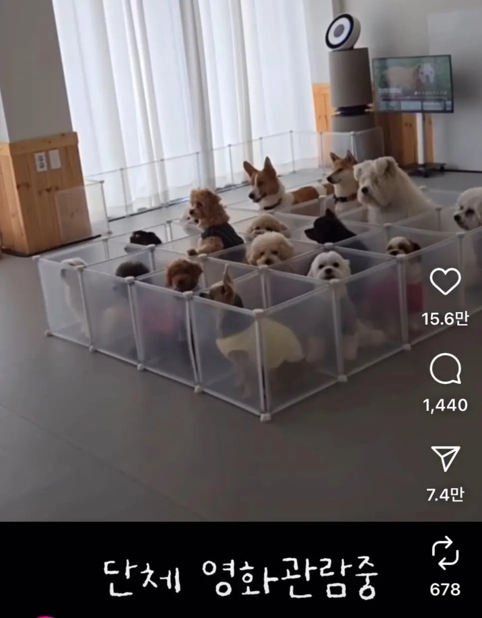 요새 애견유치원 근황..jpg | mbong.kr 엠봉