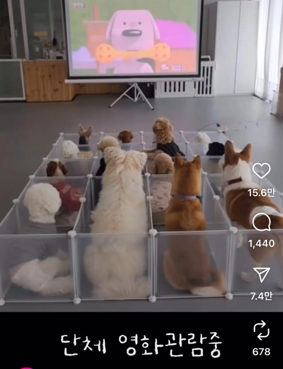 요새 애견유치원 근황..jpg | mbong.kr 엠봉