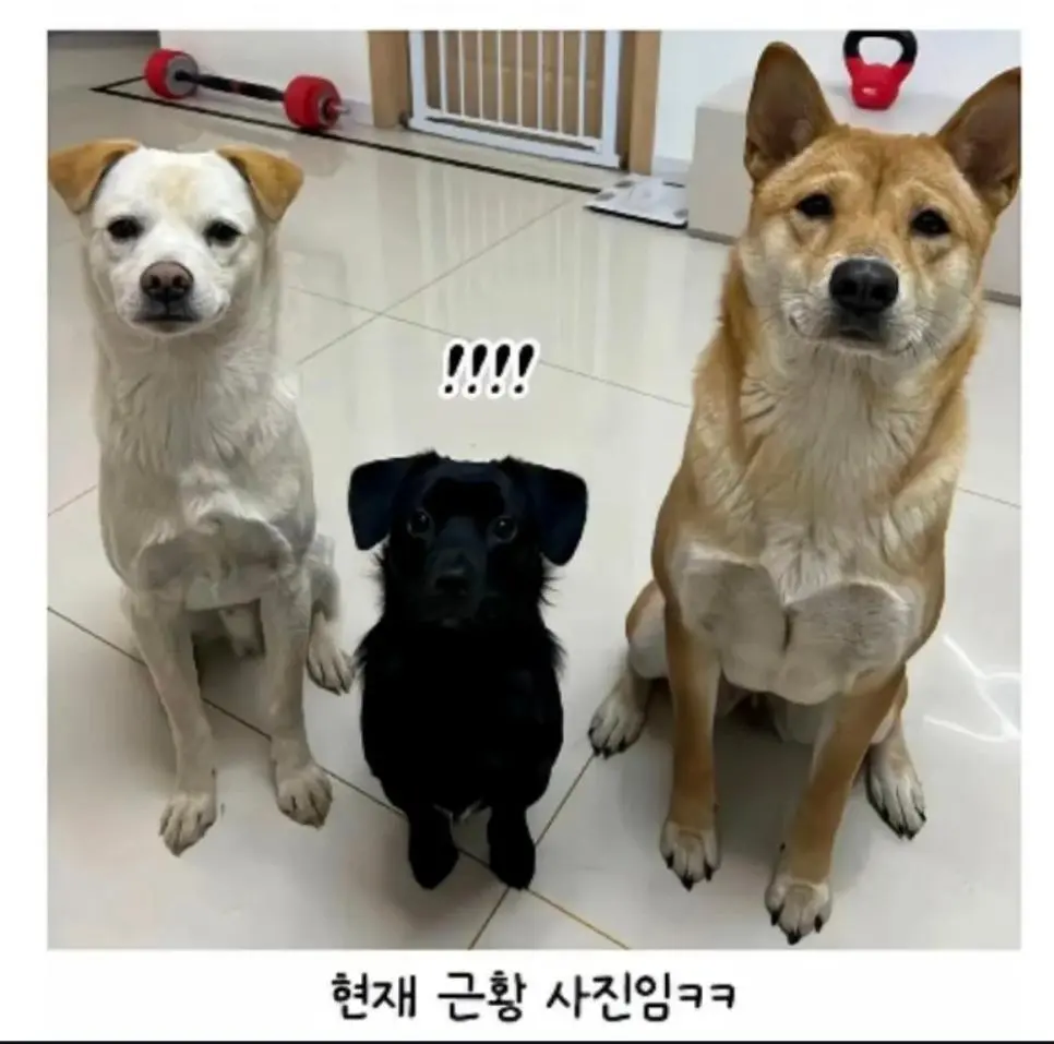 시고르자브종 3마리 데려왔는데.... | mbong.kr 엠봉