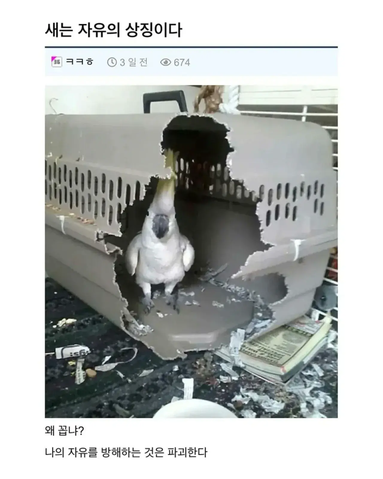 새는 자유의 상징이다 | mbong.kr 엠봉