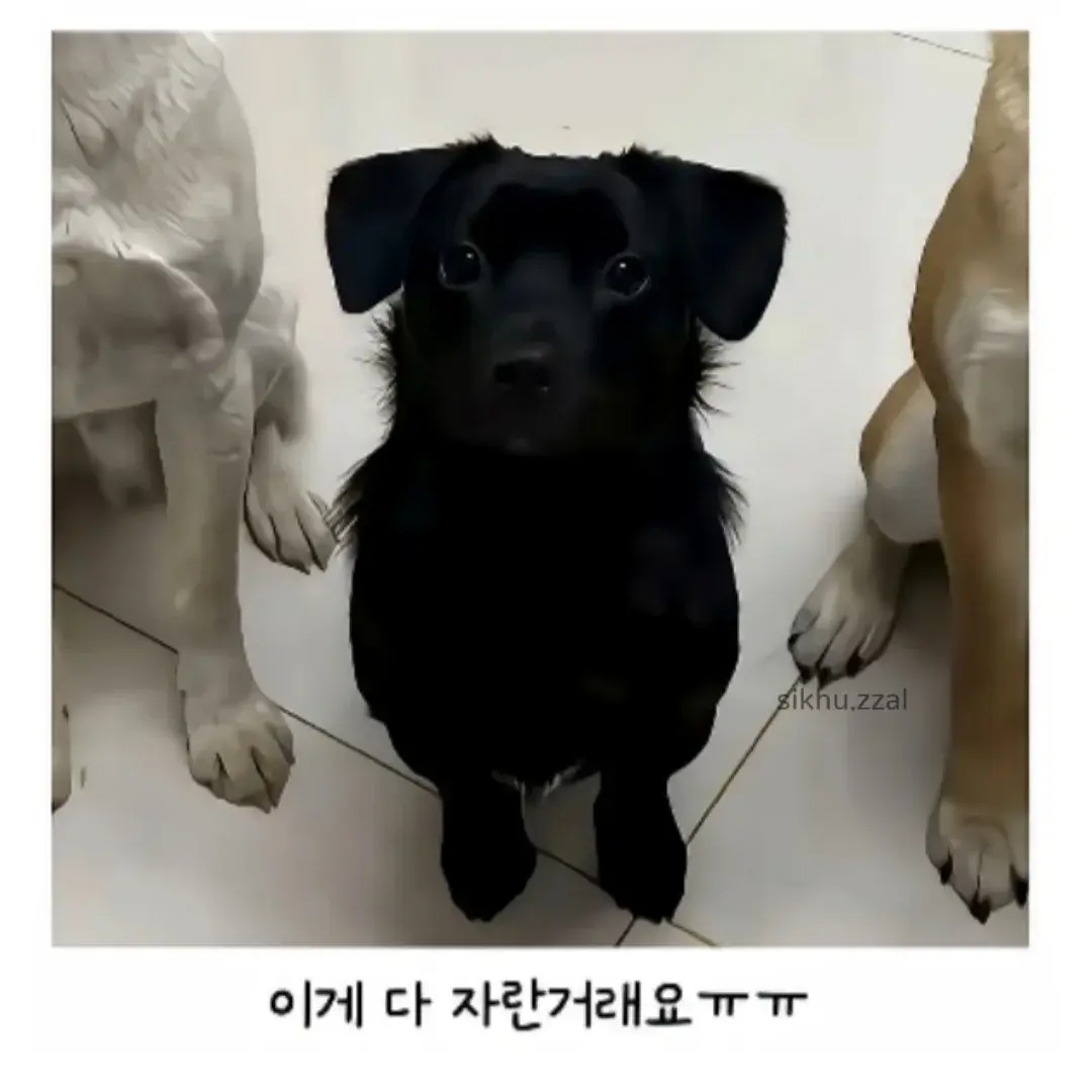 시고르자브종 3마리 데려왔는데.... | mbong.kr 엠봉