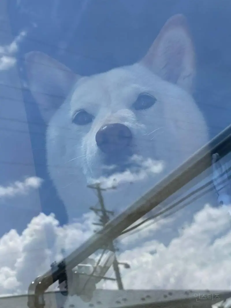 절묘하게 찍힌 사진 | mbong.kr 엠봉