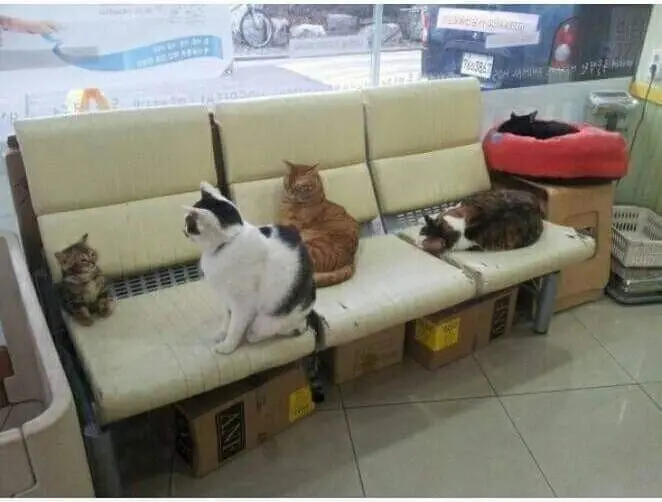 니가 오늘 들어온 신병이냥.jpg | mbong.kr 엠봉