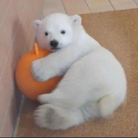 의외로 아기때는 귀여운 동물 | mbong.kr 엠봉