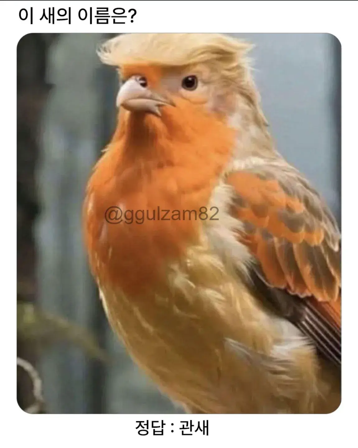 이 새의 이름은? | mbong.kr 엠봉