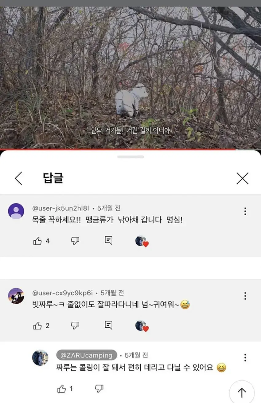 애완견 캠핑 유튜버 논란 | mbong.kr 엠봉