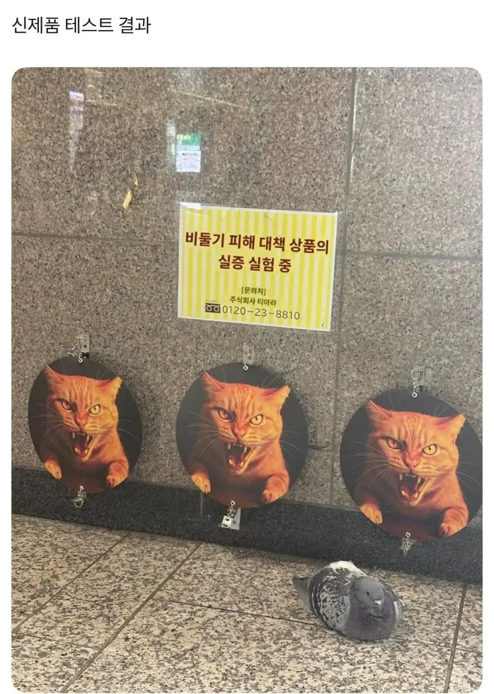 신제품 테스트 결과.jpg | mbong.kr 엠봉