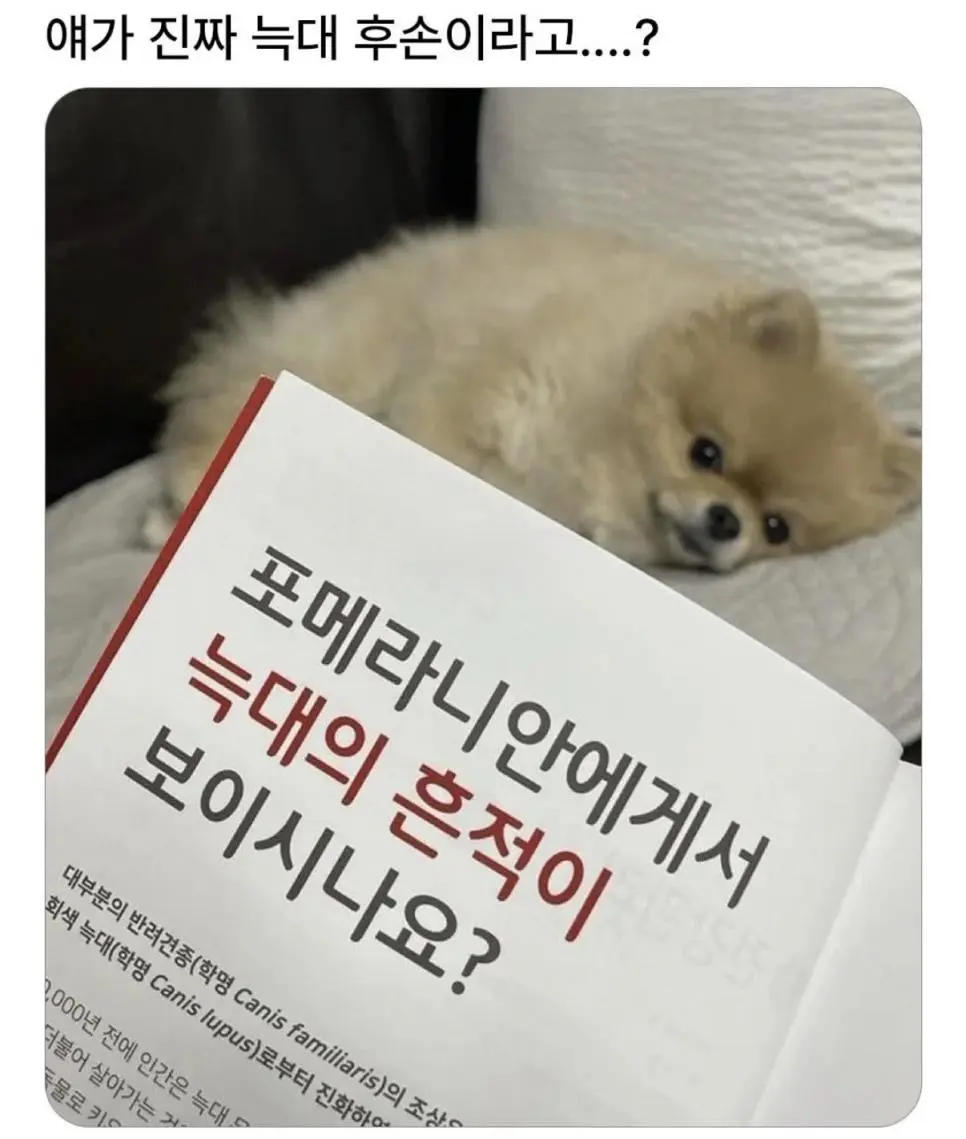 의외로 늑대의 후손 | mbong.kr 엠봉