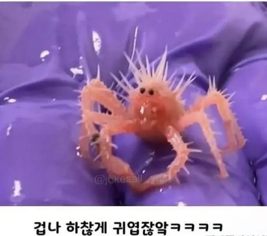 웅애 애기 킹크랩 | mbong.kr 엠봉