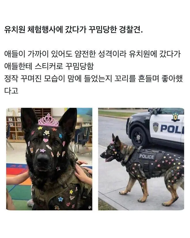유치원 체험행사에 간 경찰견 | mbong.kr 엠봉