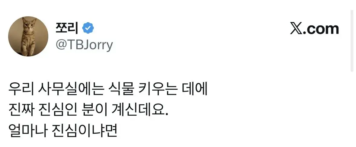 사무실 식물에 진심인 직원...jpg | mbong.kr 엠봉