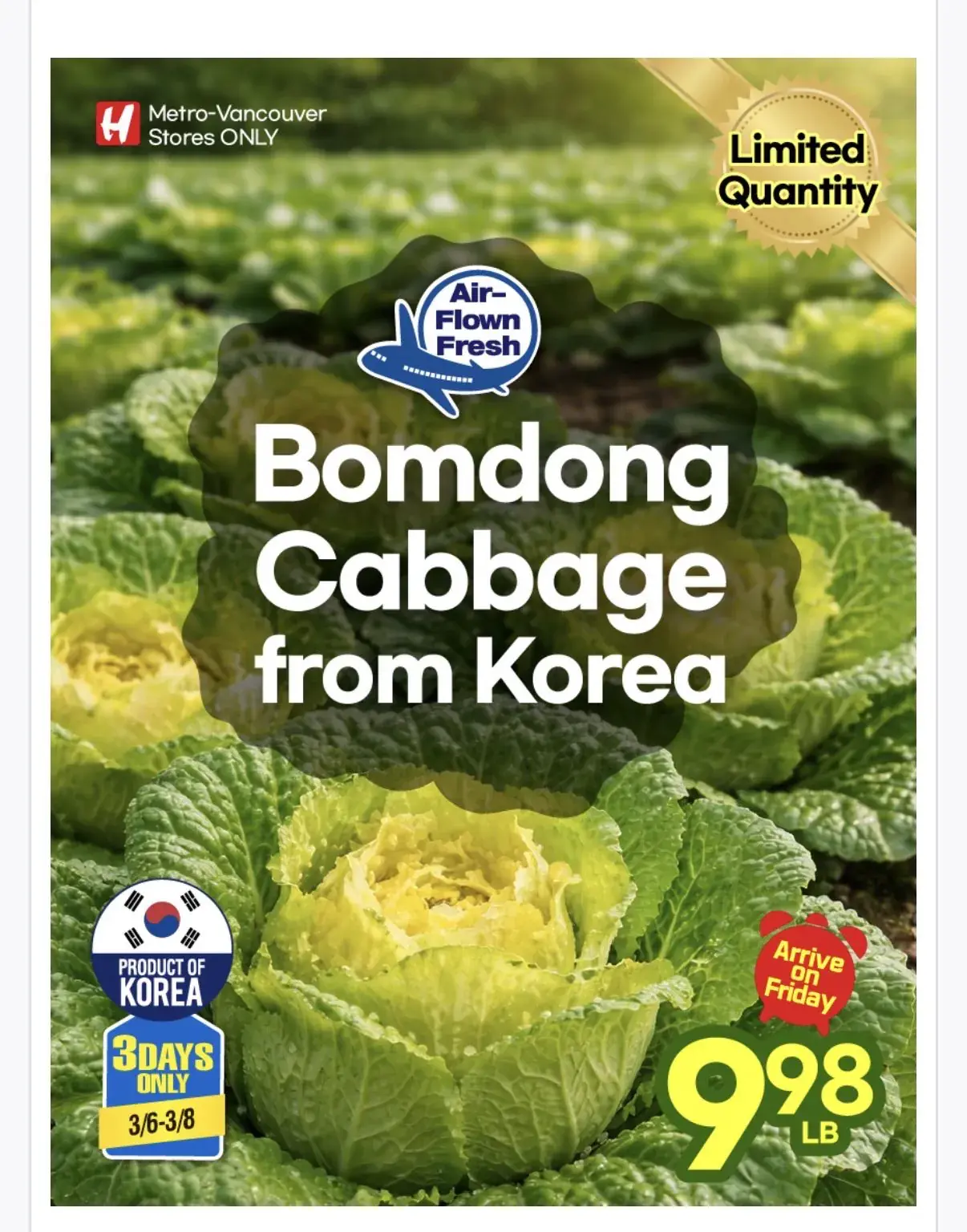 캐나다에서 유행 시작했다는 봄동 | mbong.kr 엠봉