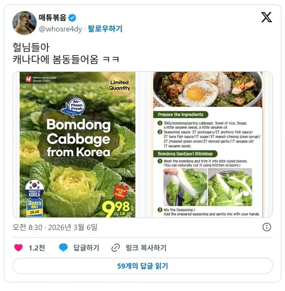 캐나다에서 유행 시작했다는 봄동 | mbong.kr 엠봉