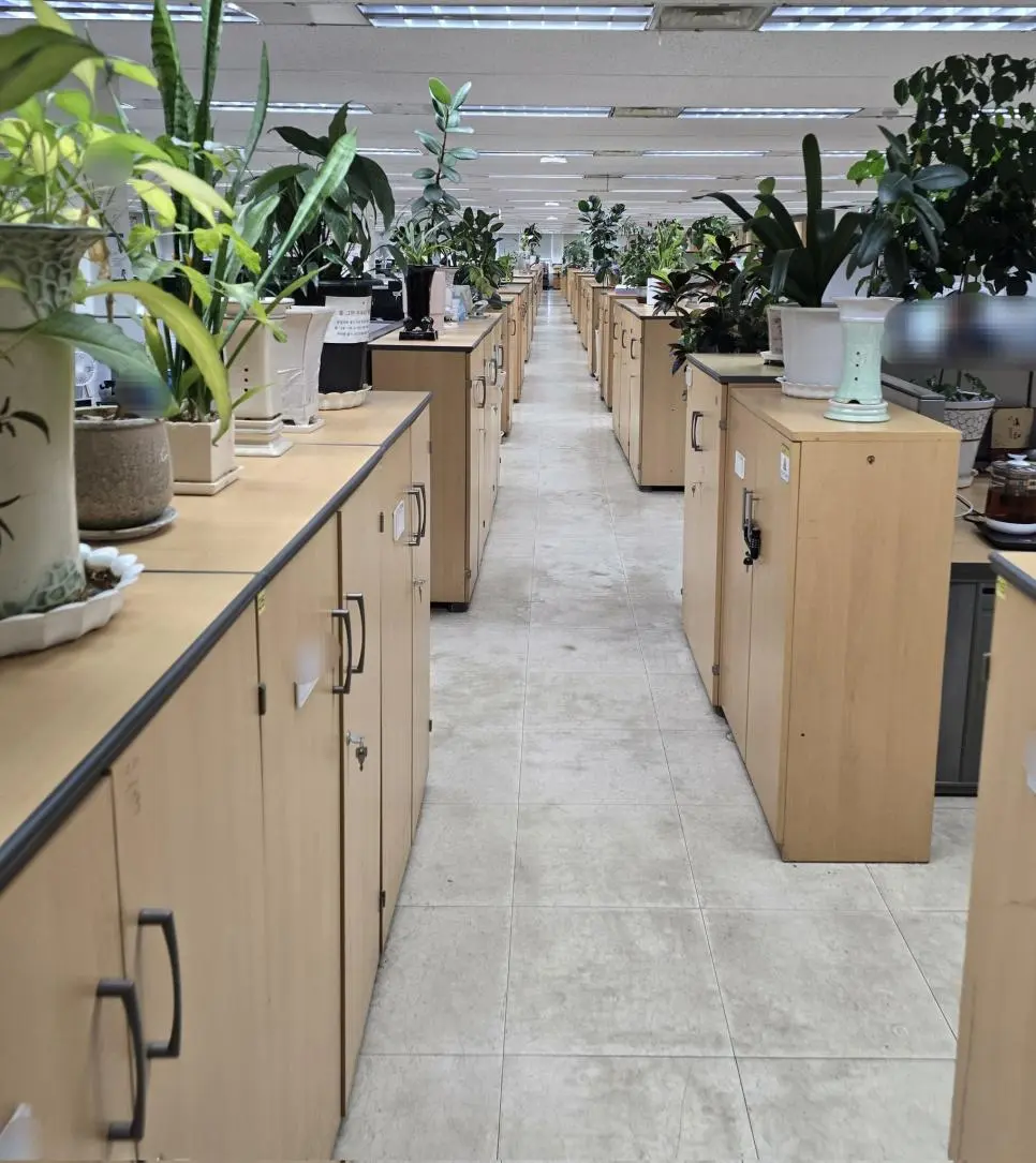 사무실 식물에 진심인 직원...jpg | mbong.kr 엠봉