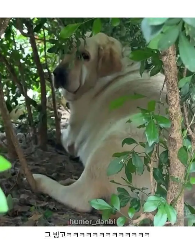 중국의 강아지에게 먹이 주지말라는 표지판. | mbong.kr 엠봉