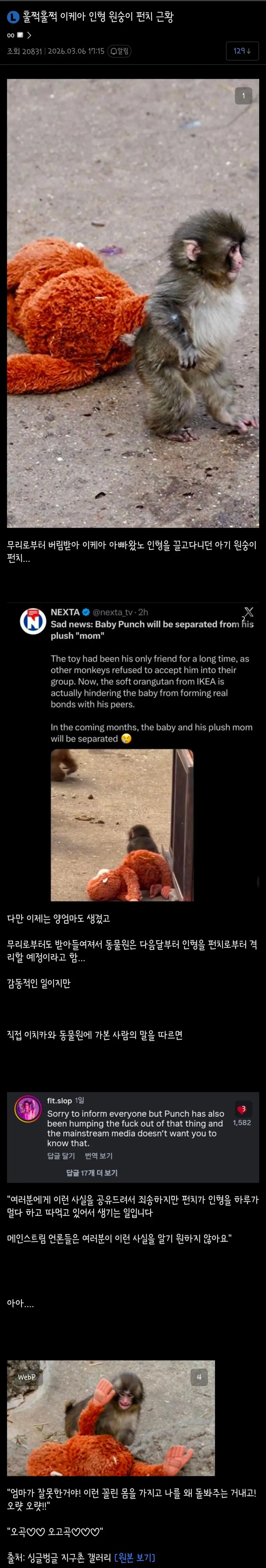 훌쩍훌쩍 이케아 인형 갖고놀던 원숭이 '펀치' 근황 | mbong.kr 엠봉