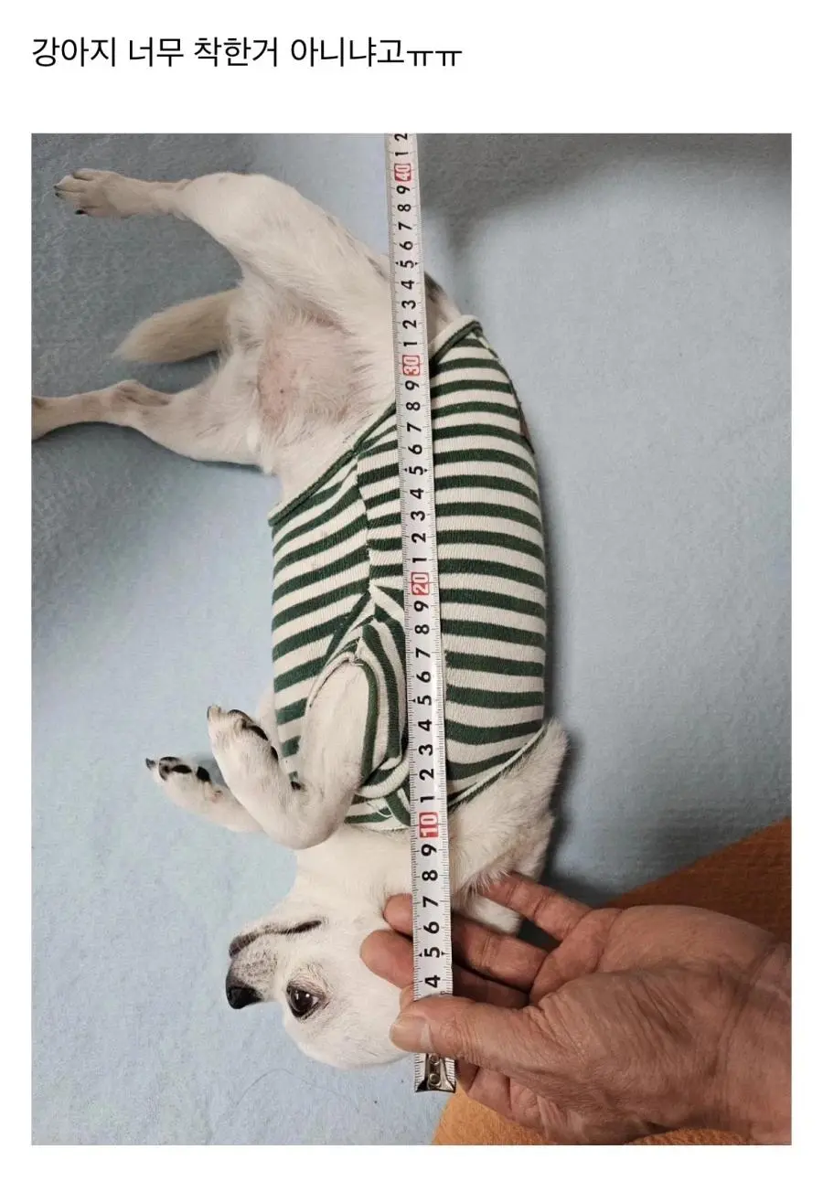 진짜 평화로운 당근마켓 근황.jpg | mbong.kr 엠봉