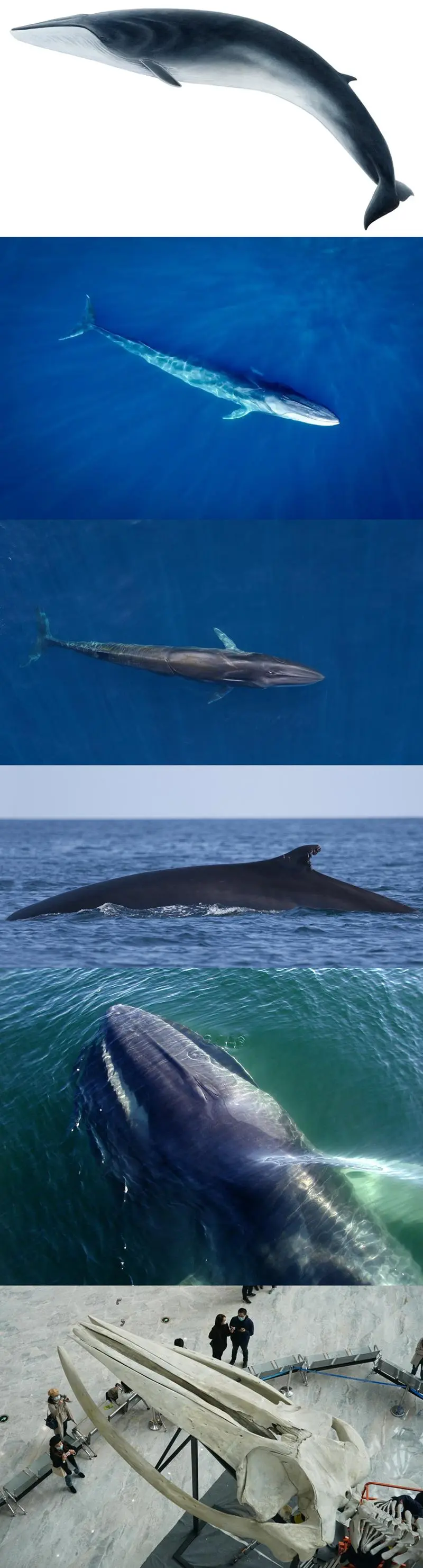 현재 지구에서 두 번째로 큰 동물 '참고래' | mbong.kr 엠봉