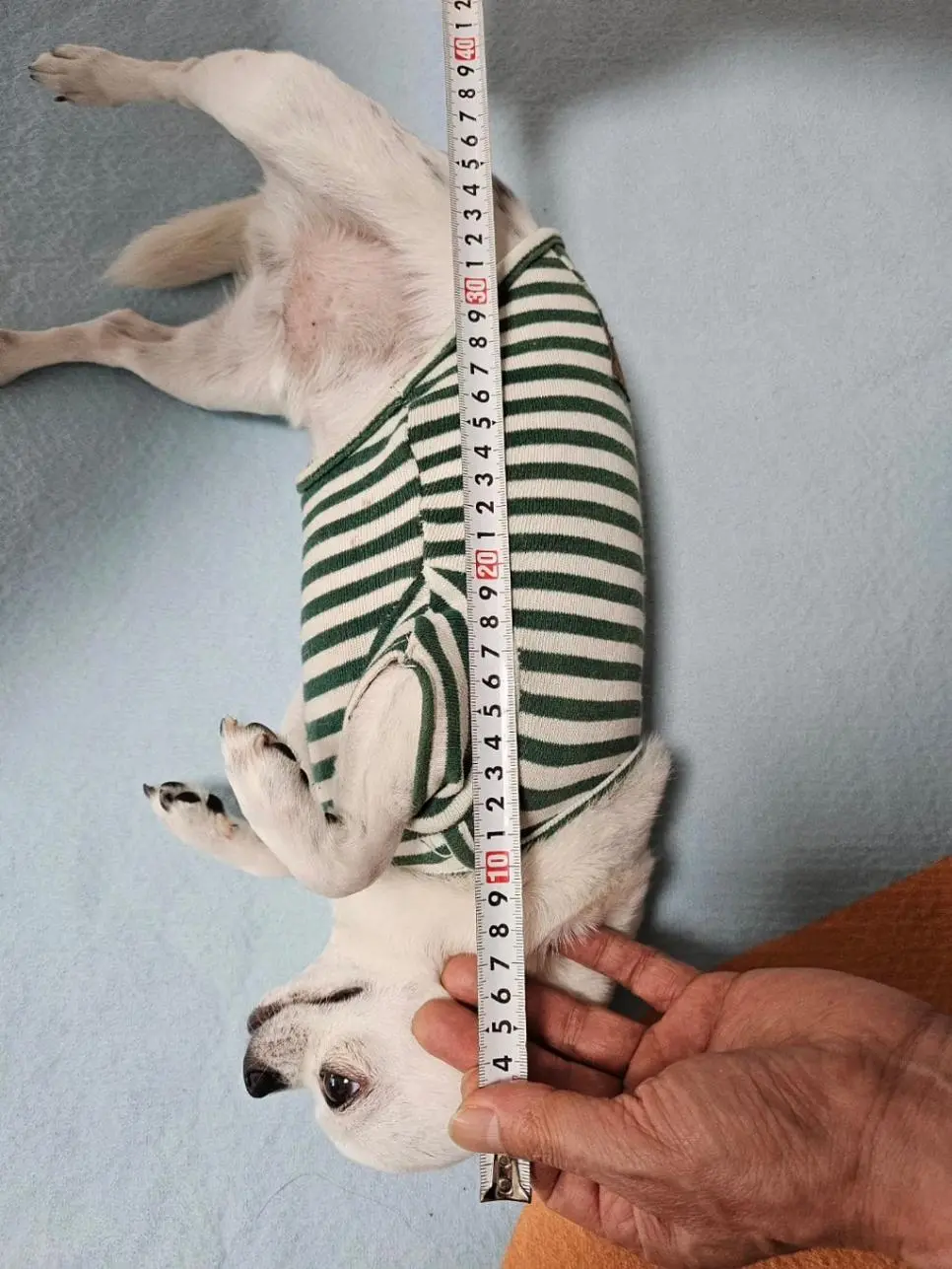 당근에 강아지 집 올려놨는데 온 문의.jpg | mbong.kr 엠봉