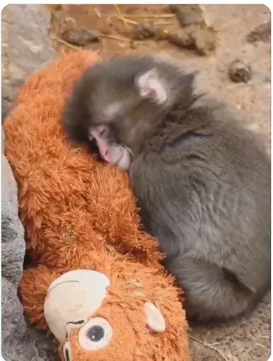 왕따 원숭이 펀치의 진실... ㅠㅠ | mbong.kr 엠봉