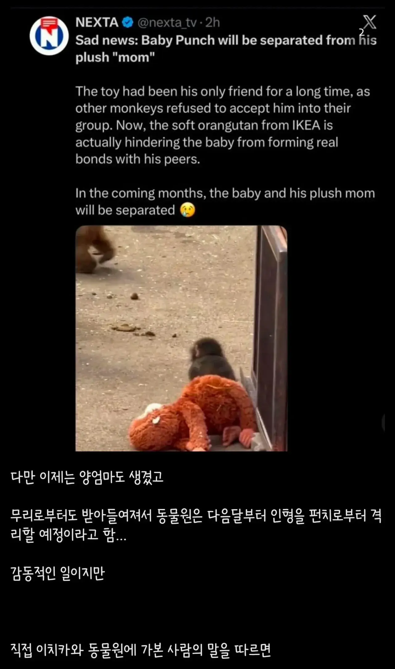 왕따 원숭이 펀치의 진실... ㅠㅠ | mbong.kr 엠봉