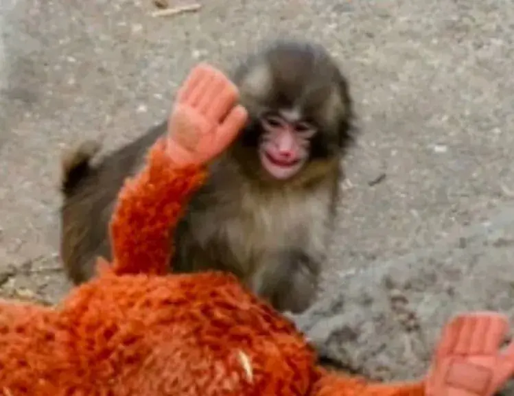 왕따 원숭이 펀치의 진실... ㅠㅠ | mbong.kr 엠봉