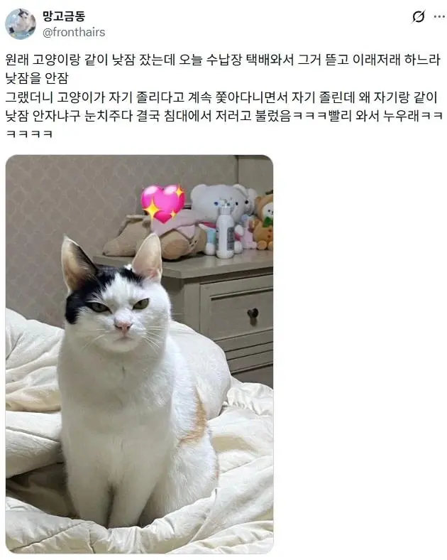 루틴 깨져서 짜증난 고양이.jpg | mbong.kr 엠봉