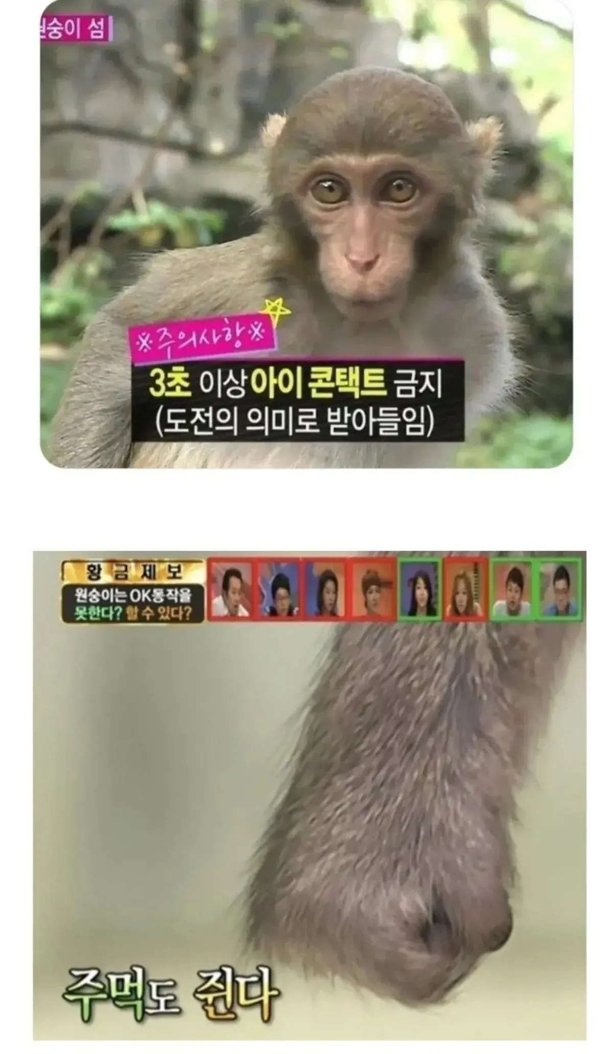 원숭이 쳐다보면 안되는 이유 | mbong.kr 엠봉