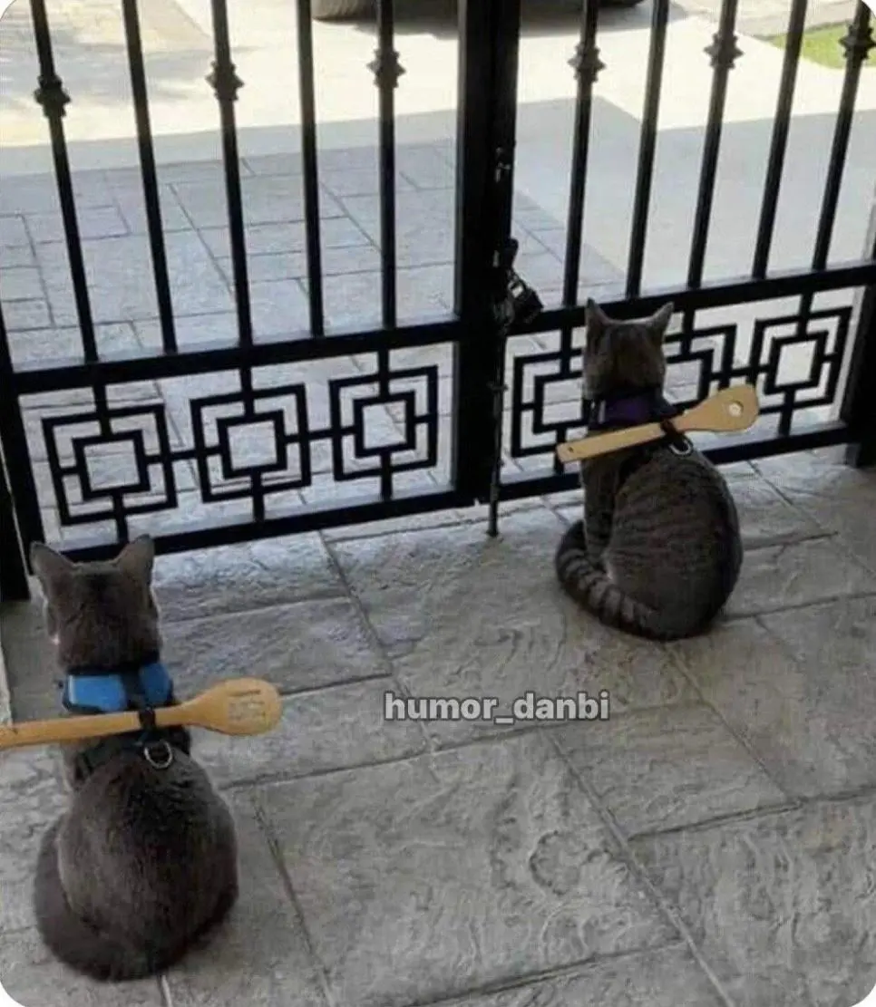 고양이를 탈출하지 못하게 하는 방법. | mbong.kr 엠봉