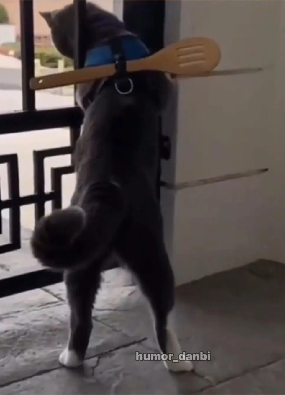 고양이를 탈출하지 못하게 하는 방법. | mbong.kr 엠봉