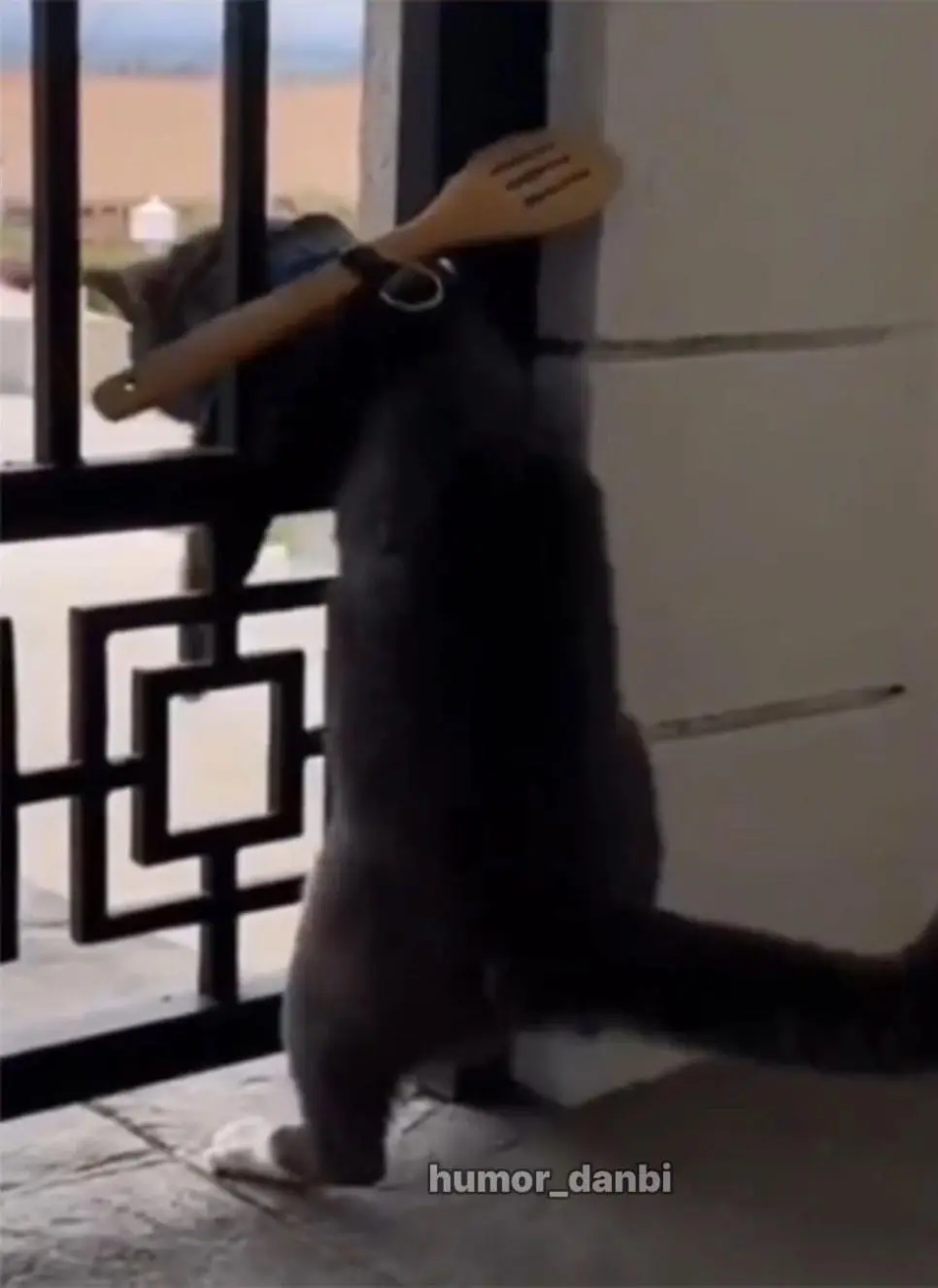 고양이를 탈출하지 못하게 하는 방법. | mbong.kr 엠봉