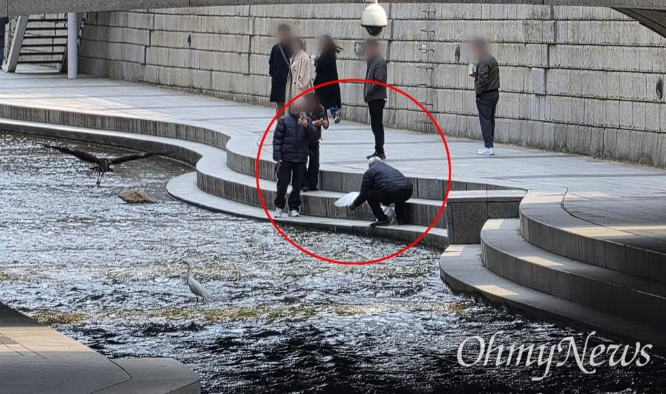 청계천 백로 붙잡고 사진 찍는 외국 관광객들 | mbong.kr 엠봉