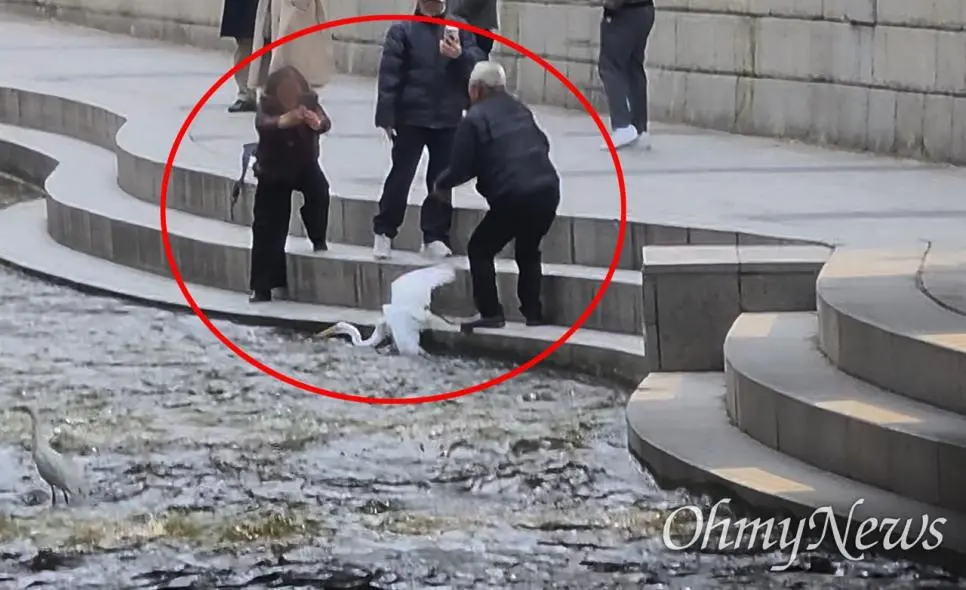 청계천 백로 붙잡고 사진 찍는 외국 관광객들 | mbong.kr 엠봉